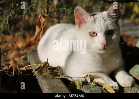 Un chat blanc sur un vieux lit de soleil en bois banc de parc avec l'écaillage de la peinture. Les feuilles tombées et claire lumière d'automne. Banque D'Images