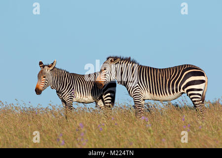 Des zèbres de montagne du cap (Equus zebra) dans les prairies, Mountain Zebra National Park, Afrique du Sud Banque D'Images