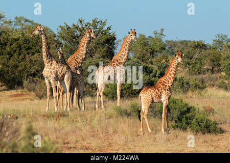 Petit troupeau de girafes (Giraffa camelopardalis) dans l'habitat naturel, l'Afrique du Sud Banque D'Images