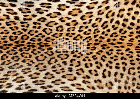 Vue rapprochée de la peau de léopard (Panthera pardus) Banque D'Images