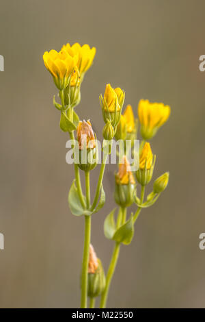 Yellow-millepertuis (Blackstonia perfoliata chez) avec fond vert floue Banque D'Images