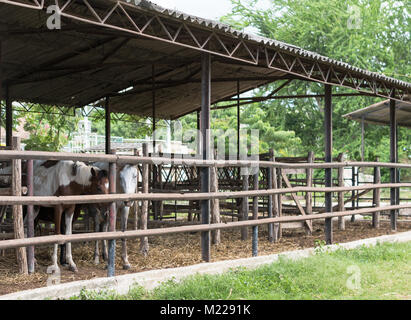 Las Tunas, Cuba - 4 septembre 2017 : chevaux émaciés entassés dans un seul stand au parc des expositions de la ville. Banque D'Images