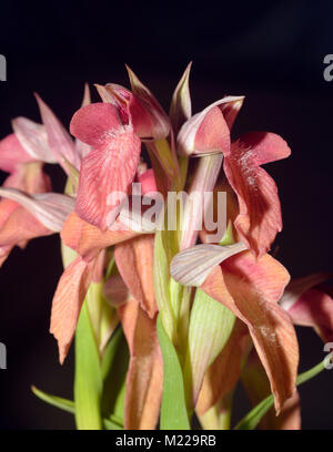 Serapias rares - Orchidée Serapias neglecta Rare Fleur Méditerranéenne Banque D'Images