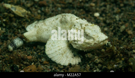 La devil scorpionfish assis dans le sable Banque D'Images