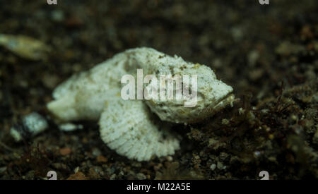 La devil scorpionfish assis dans le sable Banque D'Images