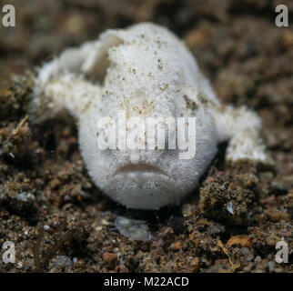 Poisson grenouille poilue juvénile se cache dans le sable Banque D'Images
