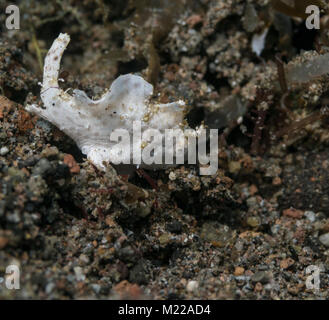 Poisson grenouille poilue juvénile se cache dans le sable Banque D'Images