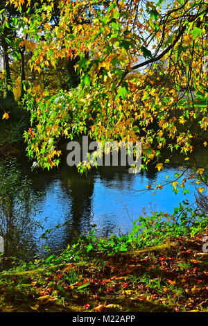 L'automne du soleil qui brillait à travers un arbre de Riverside à Cardiff, met en lumière les belles feuilles riches couleurs de verts, jaunes dorés et brun chaud. Banque D'Images