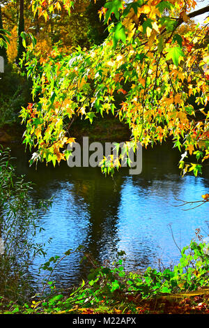 L'automne du soleil qui brillait à travers un arbre de Riverside à Cardiff, met en lumière les belles feuilles riches couleurs de verts, jaunes dorés et brun chaud. Banque D'Images