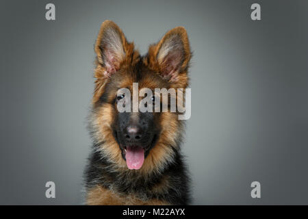 Beau chiot shepard allemand Banque D'Images