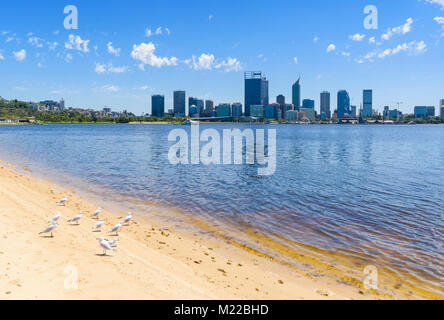 Mouettes sur une plage de sable le long de la South Perth estran avec vue sur la ville de Perth surplombant la rivière Swan, l'ouest de l'Australie Banque D'Images