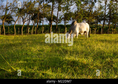 Bull brahman immense dans un vert pâturage au Costa Rica Banque D'Images