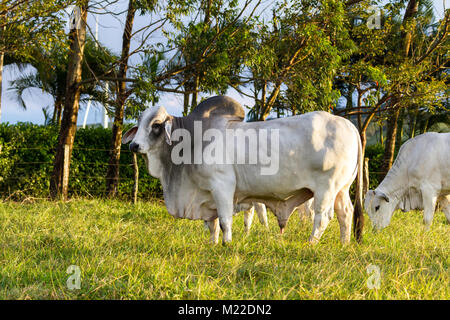 Bull brahman immense dans un vert pâturage au Costa Rica Banque D'Images