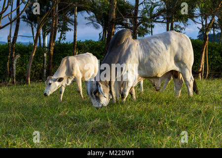 Bull brahman immense dans un vert pâturage au Costa Rica Banque D'Images