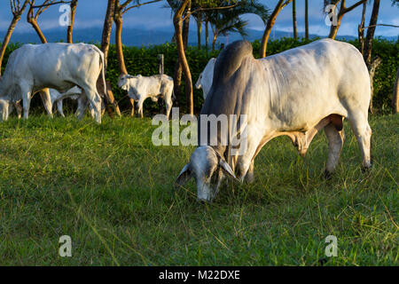 Bull brahman immense dans un vert pâturage au Costa Rica Banque D'Images