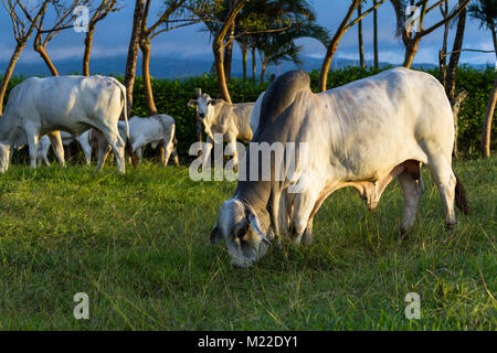 Bull brahman immense dans un vert pâturage au Costa Rica Banque D'Images