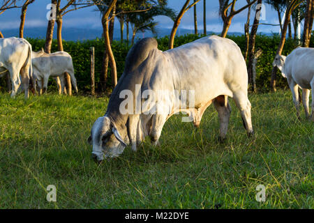 Bull brahman immense dans un vert pâturage au Costa Rica Banque D'Images