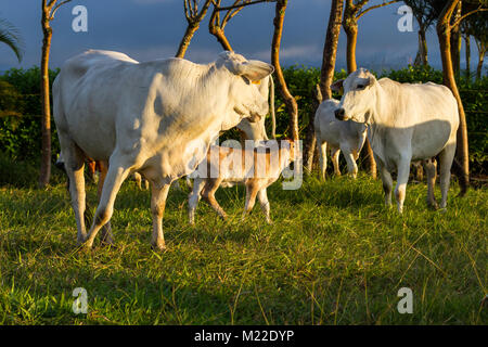 Élevé à l'herbe en bétail de Brahman Guanacaste Costa Rica Banque D'Images