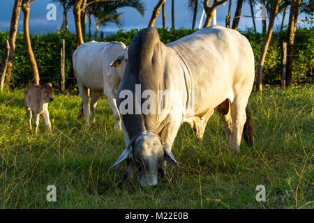 Bull brahman immense dans un vert pâturage au Costa Rica Banque D'Images