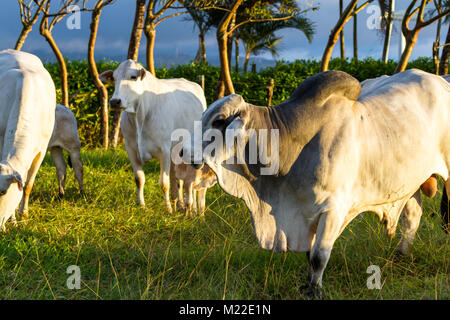 Élevé à l'herbe en bétail de Brahman Guanacaste Costa Rica Banque D'Images