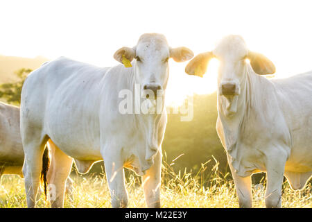 Élevé à l'herbe en bétail de Brahman Guanacaste Costa Rica Banque D'Images