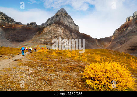 Les randonneurs à pied le long de la base de Pinnacle Mountain parmi les mélèzes d'or vers l'ascend au col Sentinel au lac Louise dans le parc national Banff Pa Banque D'Images