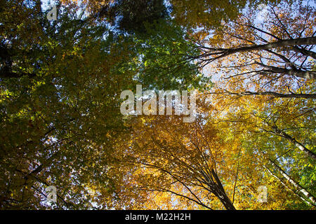 Cime des arbres en forêt d'automne - voir ci-dessous de Banque D'Images