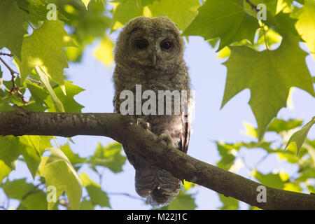 Tawny owl (Strix Aluco enr.) de la direction générale des jeunes juchés dans Banque D'Images