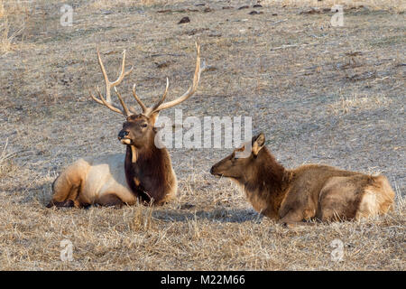 Un couple de le wapiti (Cervus canadensis) reposant dans la région des prairies, Neal Smith National Wildlife Refuge, Iowa, États-Unis. Banque D'Images