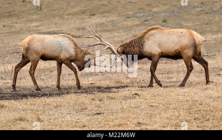 Les hommes le wapiti (Cervus canadensis) combats en prairie, Neal Smith National Wildlife Refuge, Iowa, États-Unis. Banque D'Images