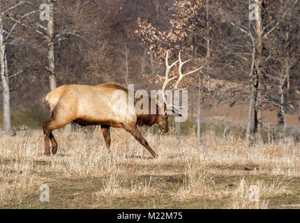 Bull le wapiti (Cervus canadensis) charge, Neal Smith National Wildlife Refuge, Iowa, États-Unis. Banque D'Images