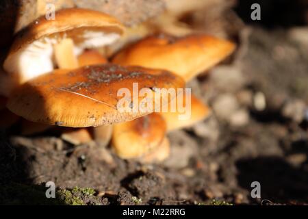 Soleil de champignons Banque D'Images