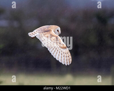 Effraie des clochers Tyto alba, chasse sous la pluie North Norfolk Janvier Banque D'Images