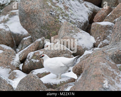 Le lagopède alpin (Lagopus muta Lagopède alpin), homme, montagnes de Cairngorm, Highlands Ecosse Janvier Banque D'Images