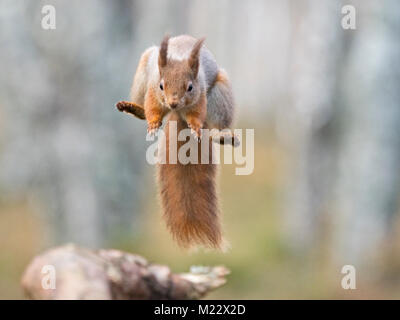 L'Écureuil roux Sciurus vulgaris sautant du Parc National de Cairngorms hiver Ecosse Banque D'Images