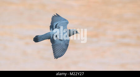 Oiseau Pigeon volant en action ( Columba livia ) Banque D'Images