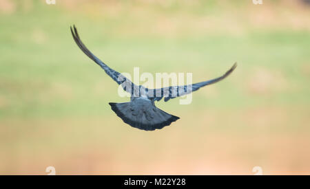 Oiseau Pigeon volant en action ( Columba livia ) Banque D'Images