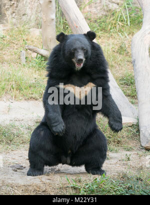 Ours noir d'Asie au zoo Banque D'Images