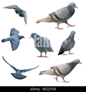 Oiseau Pigeon volant en action ( Columba livia ) isolated Banque D'Images