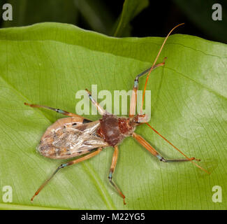 Golden brown assassin bug, Pristhecanthus plagipennis australienne, insectes prédateurs utiles sur feuille verte Banque D'Images