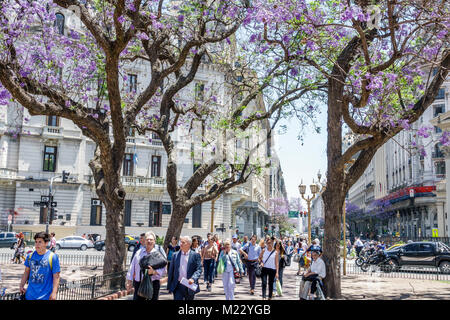 Buenos Aires Argentine,Plaza de Mayo place centrale,centre historique,homme hommes,femme femmes,piéton,trottoir surpeuplé,Jacaranda,arbre,fleur,H Banque D'Images