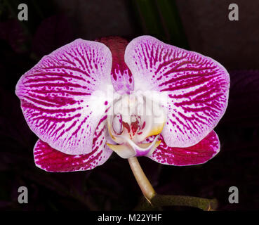 Violet vif spectaculaire / Magenta et blanc à rayures de fleurs orchidée Phalaenopsis / moth sur fond noir Banque D'Images