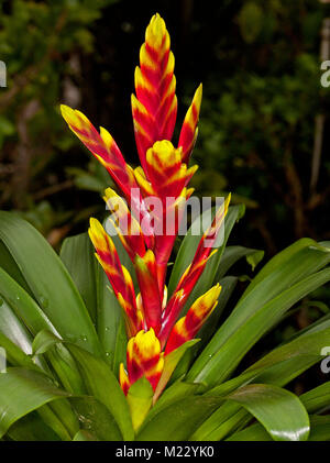 Rouge vif et jaune bractées de fleurs et feuilles vertes de Vriesea, un bromelia sur un fond sombre Banque D'Images