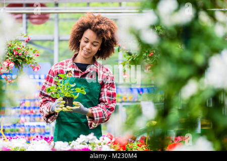 Woman holding dédié une plante en pot pendant le travail comme un fleuriste Banque D'Images