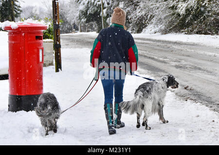 Il neige comme femme marche avec 2 Setters anglais les chiens en laisse chien marcher le long de la neige qui tombe de la chaussée et de s'installer sur la Brentwood Essex England UK Banque D'Images