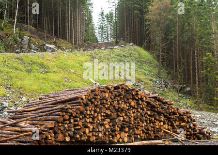 Les piles de journaux le long de la route forestière Banque D'Images