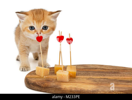 Petit Chat et les morceaux de fromage sur la cuisine, isolated on white Banque D'Images