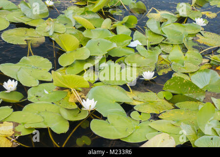 Lotus blanc, Nymphaea alba Banque D'Images