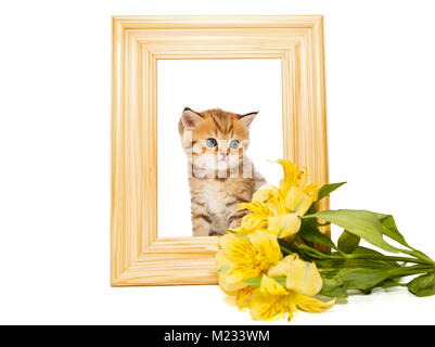 Petit chat dans un cadre en bois et une fleur, isolated on white Banque D'Images