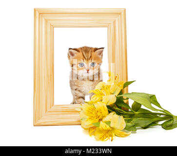 Petit chat dans un cadre en bois et une fleur, isolated on white Banque D'Images